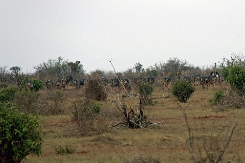 Kenia (406)